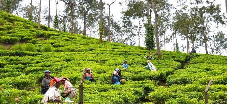 Cassells Jungle Resorts Thekkady Vandiperiyār Exteriör bild