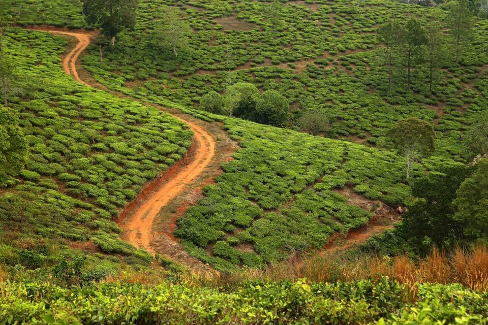 Cassells Jungle Resorts Thekkady Vandiperiyār Exteriör bild
